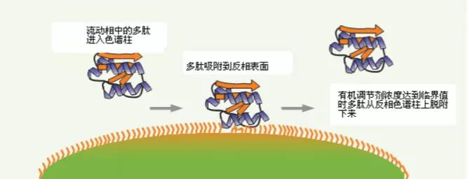GMP多肽合成公司 1637890787810972.jpg