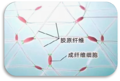 GMP多肽合成公司 1640307366251948.png