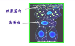 GMP多肽合成公司 1640307366706475.png
