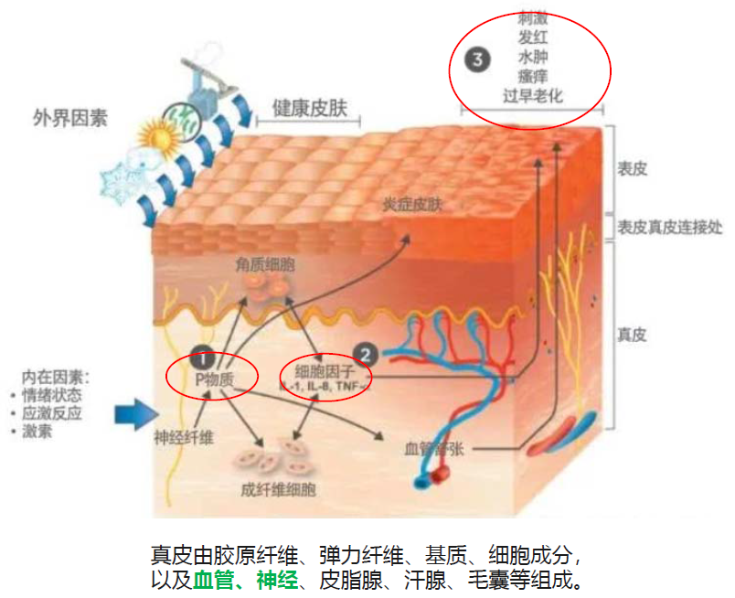 GMP多肽合成公司 1647220780743421.png
