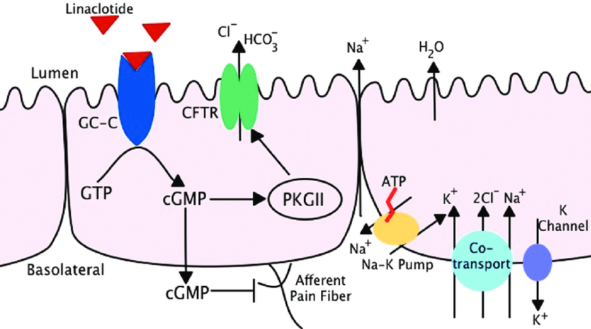 1653871951536870.png Mechanism-of-Action-of-Linaclotide-Linaclotide-binds-to-the-guanylate-cyclase-C-GC-C.png