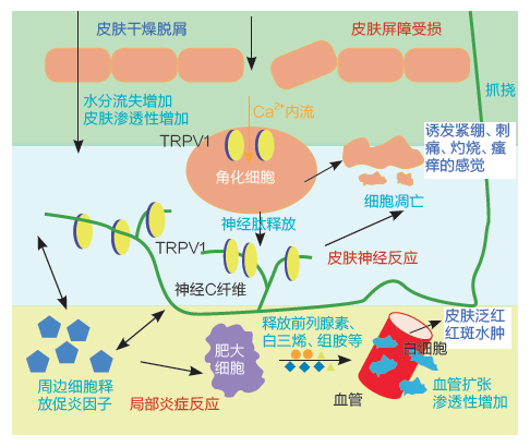 GMP多肽合成公司 GMP多肽合成公司